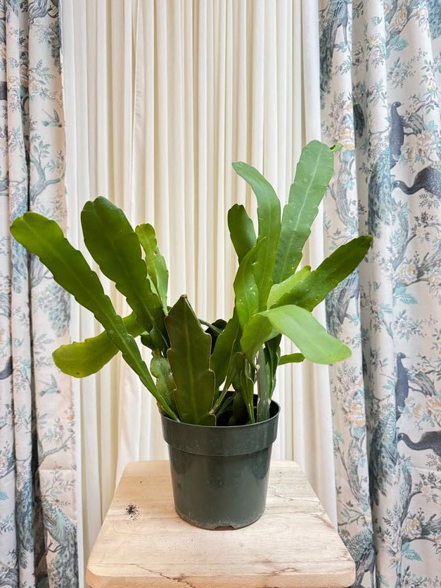 Epiphyllum Oxypetalum