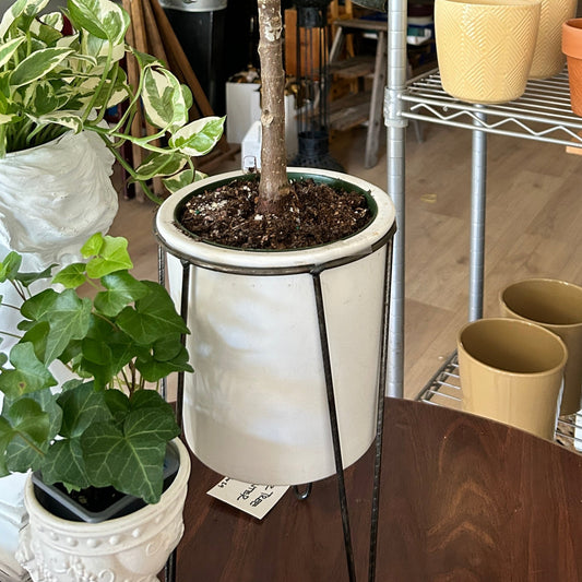 Rubber Plant Planter