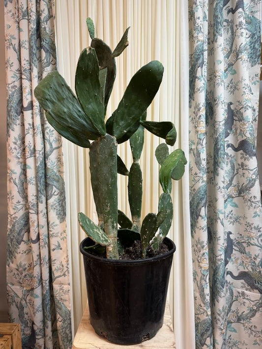 Opuntia "Prickly Cacti"