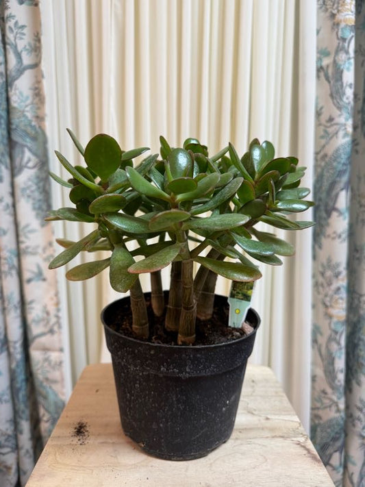Crassula "Jade" Plant