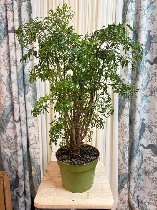 Aralia Tree Plant