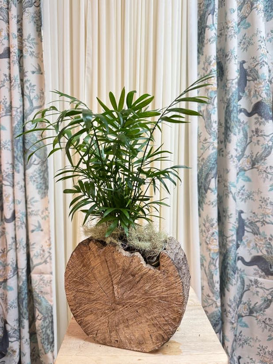 Parlor Palm with Rustic Wooden Planter