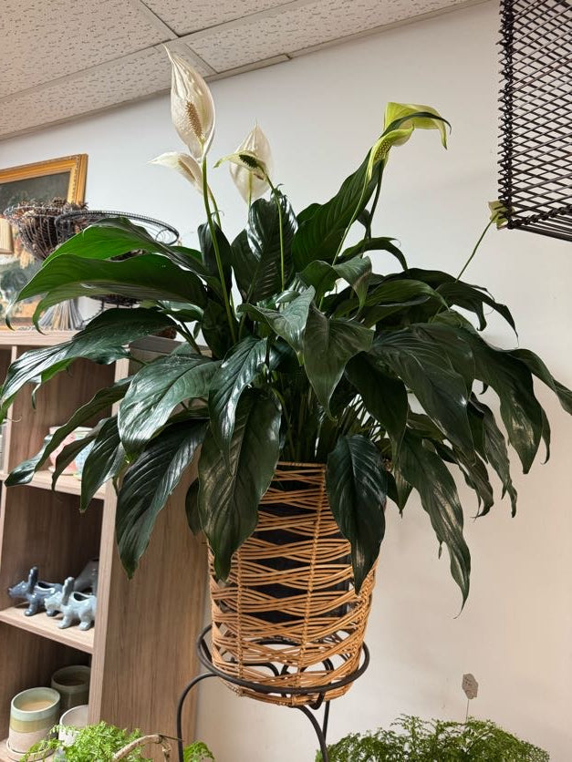 Peace Lily