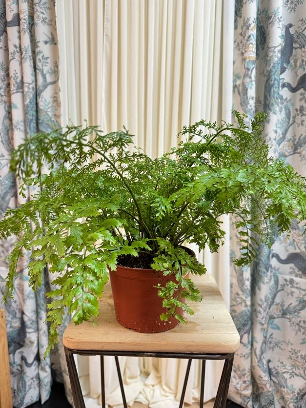 Fern 6"