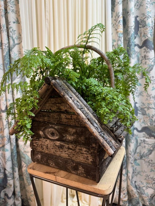 Mother Fern Plant with Folk Art Twig Basket