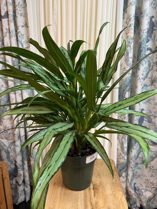 Aglaonema (Chinese Evergreen) 6" Plant