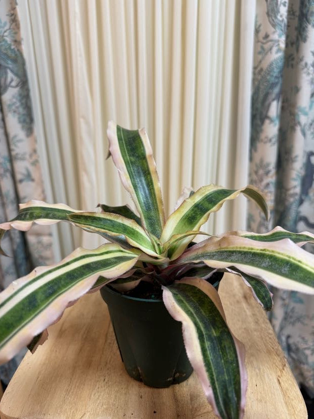 Dracaena Fragrans