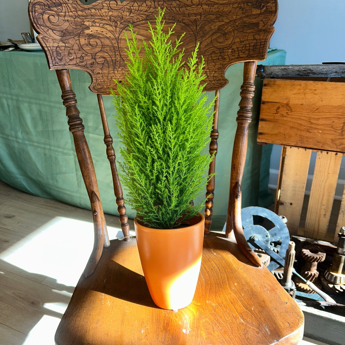 Lemon Cypress Tree