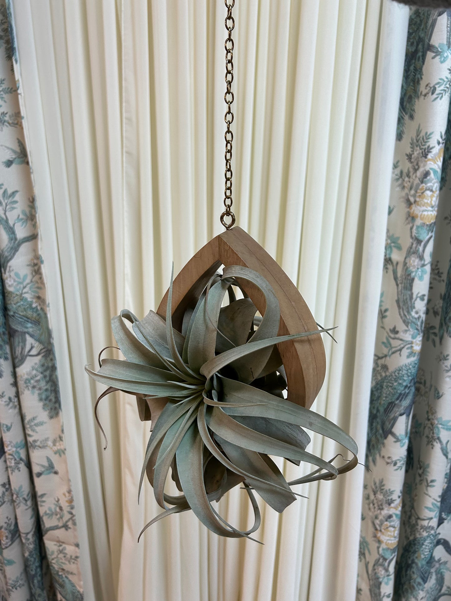 Air Plant with Wooden Hanging Planter