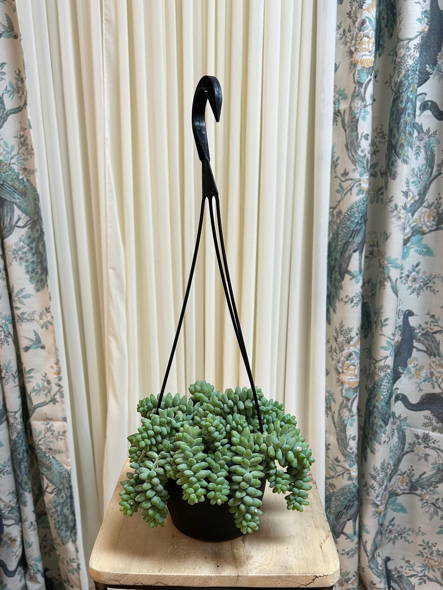 Donkey's Tail Succulent with Hanging Pot