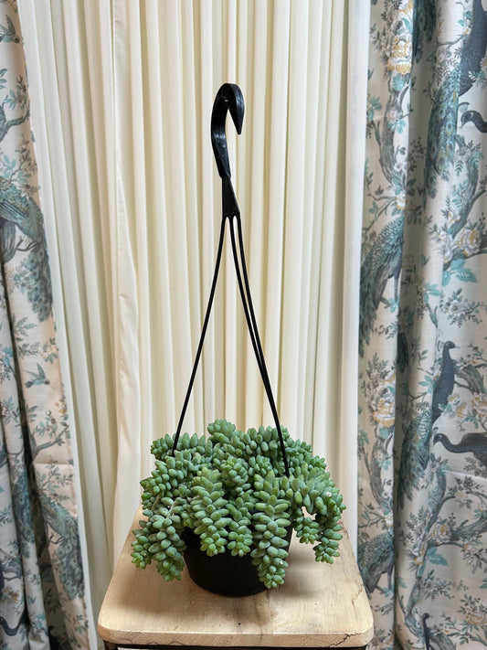 Donkey's Tail Succulent with Hanging Pot